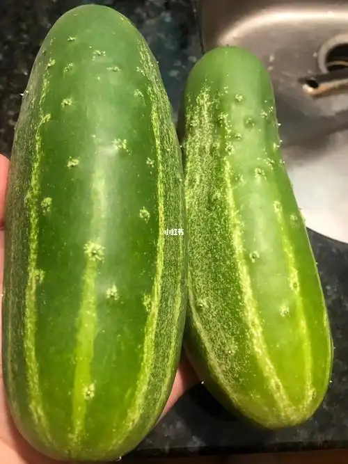 美式酸黄瓜organichomemade