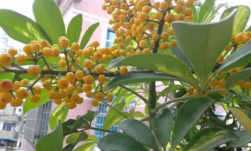 哪位大侠看一下,这个植物叫什么,种家里阳台上十多