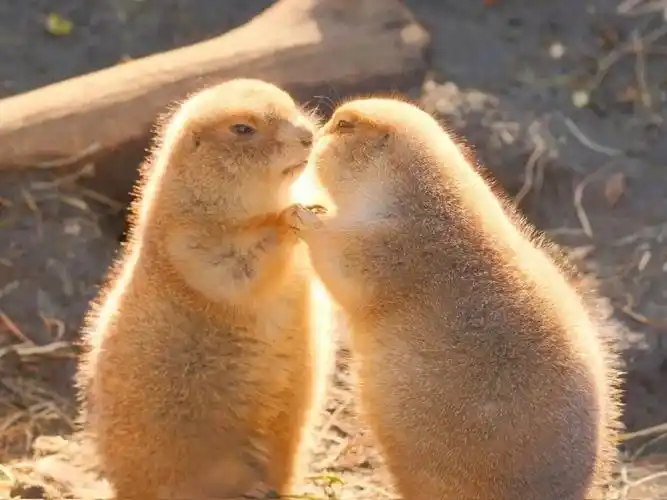 猕猴桃的爱情,萌萌的太可爱了!