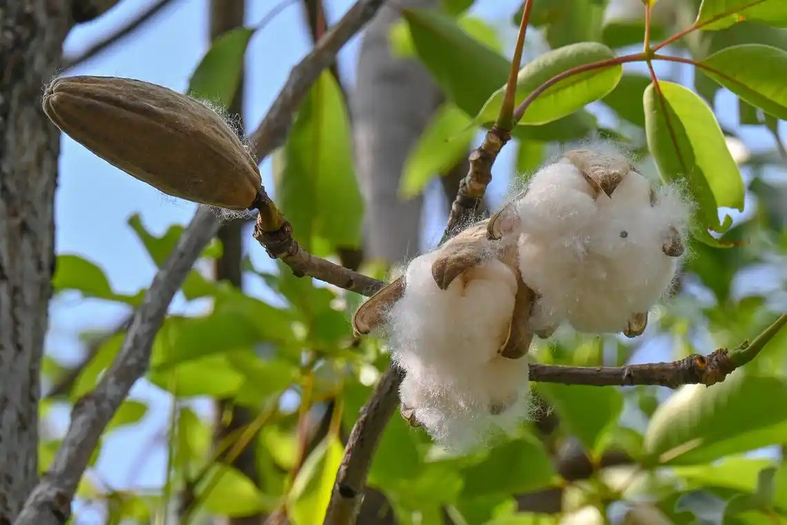 木棉絮-满天飞舞