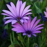 一朵花的清新图片头像小清新风格单独一朵花的图片头像