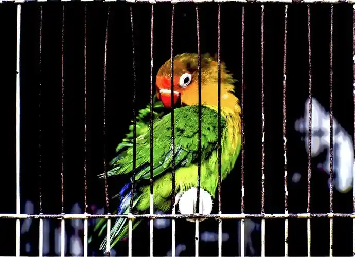 标题:笼子里的鸟