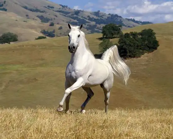 20世纪初,一些俄国贵族来到中国东北,他们带来了奥尔洛夫马,皮丘克马