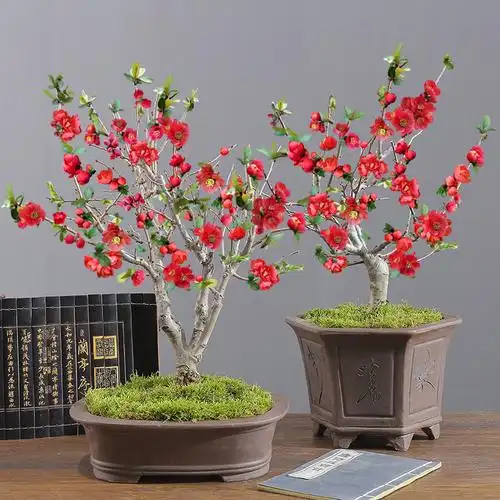 树苗长寿海棠花盆栽四季开花庭院花卉植物室内花卉