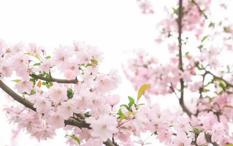 武汉大学樱花唯美高清电脑桌面壁纸图片下载