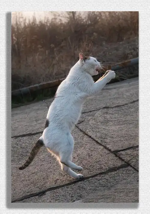 如果你都它玩耍,它会做出各种卖萌的动作来讨你欢喜,逗的你哈哈大笑.