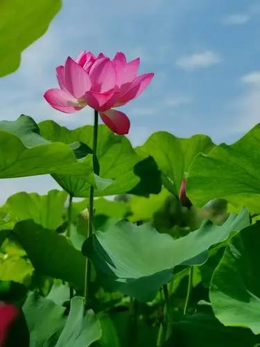 蓝天白云荷花红
