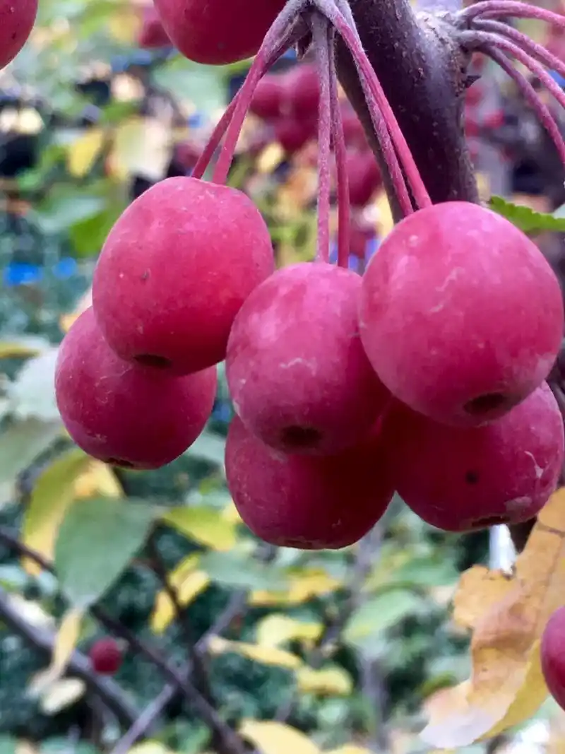 北美海棠果-一嘟噜