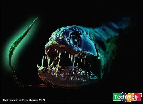 世界十大令人恐怖的深海生物(组图)(转)
