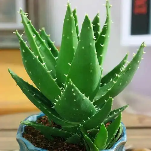 芦荟盆栽图片芦荟