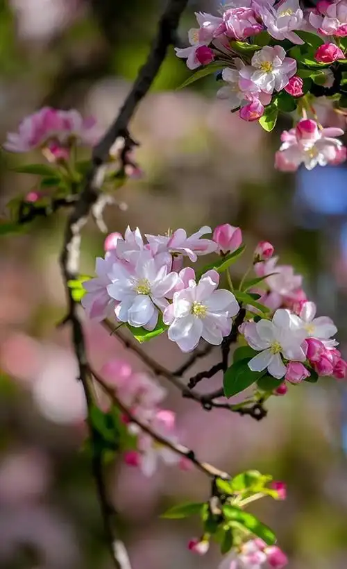 海棠花开春正好