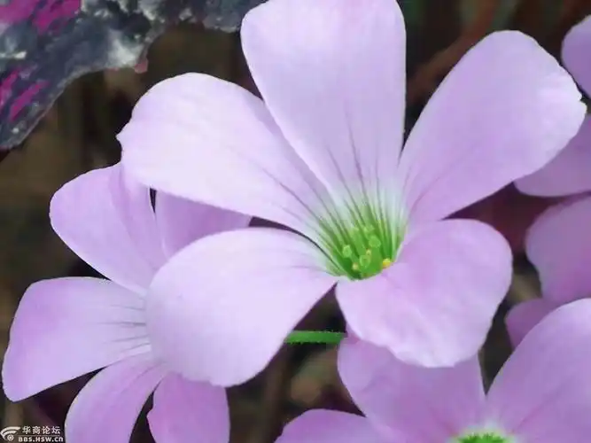 紫色幸运草开花了