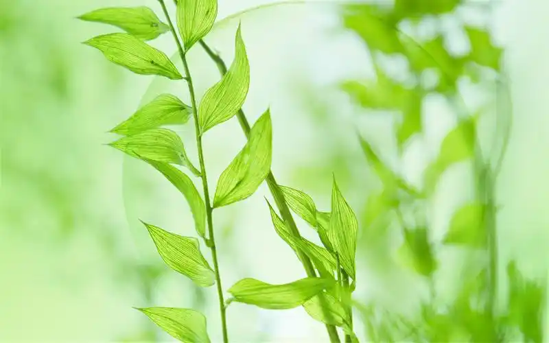 精选清新淡雅的绿色护眼风景图片高清桌面壁纸下载