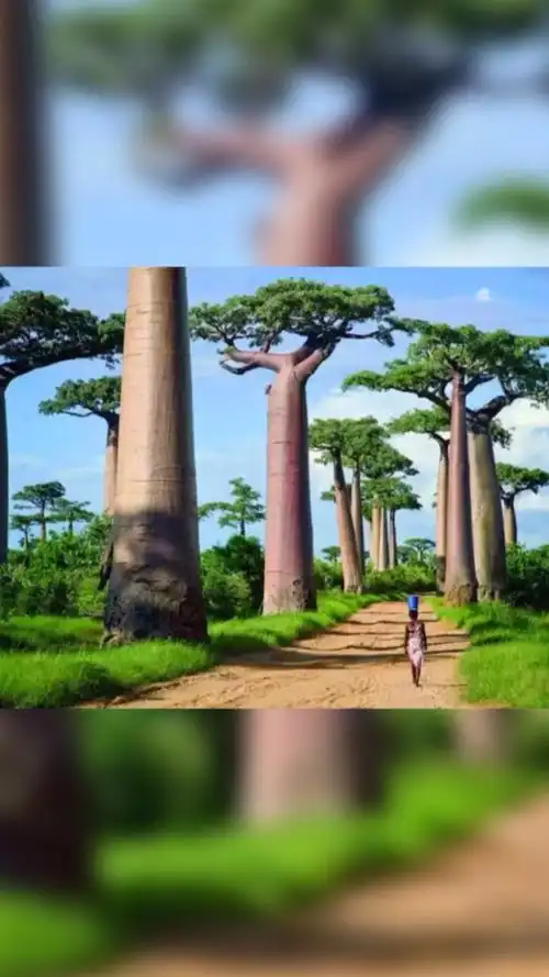 若是生活报我以蜜糖,我深怀感激;若是生活报我以苦果,我就将苦果一一