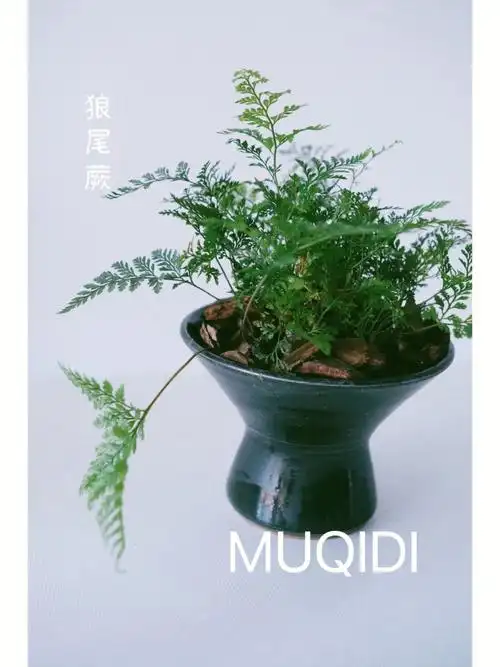 木栖地绿油油是夏天的颜色