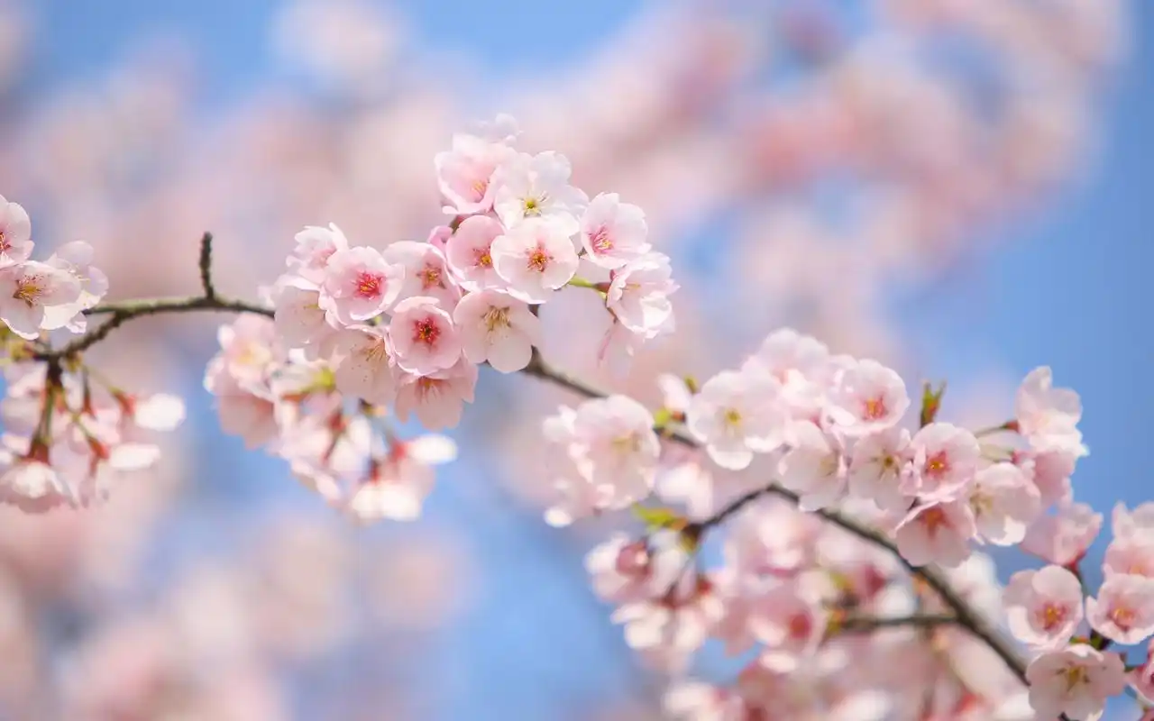 粉色桃花高清摄影图片桌面电脑壁纸