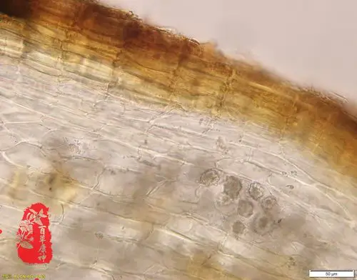 五加皮木栓细胞↑五加皮偏光镜下草酸钙簇晶↑五加皮韧皮部射线,分泌