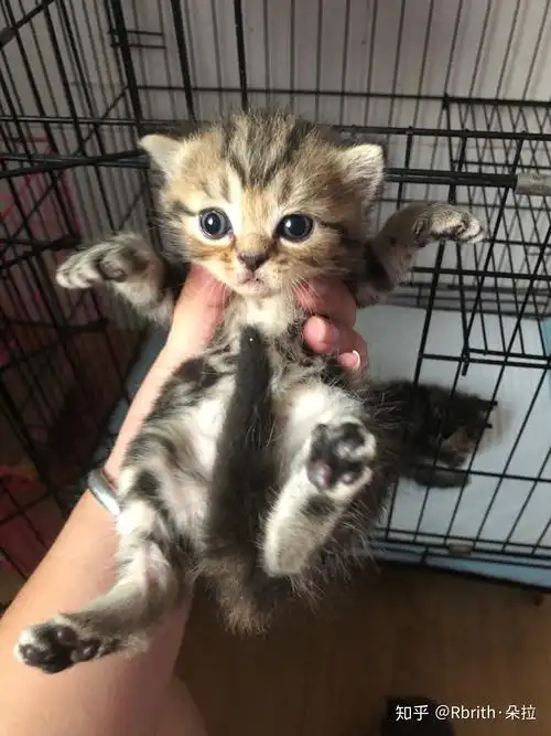 想问一下 蓝猫和虎斑配出来是什么样子的? - 知乎