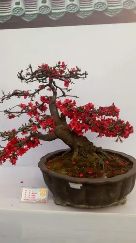 我的海棠花盆景