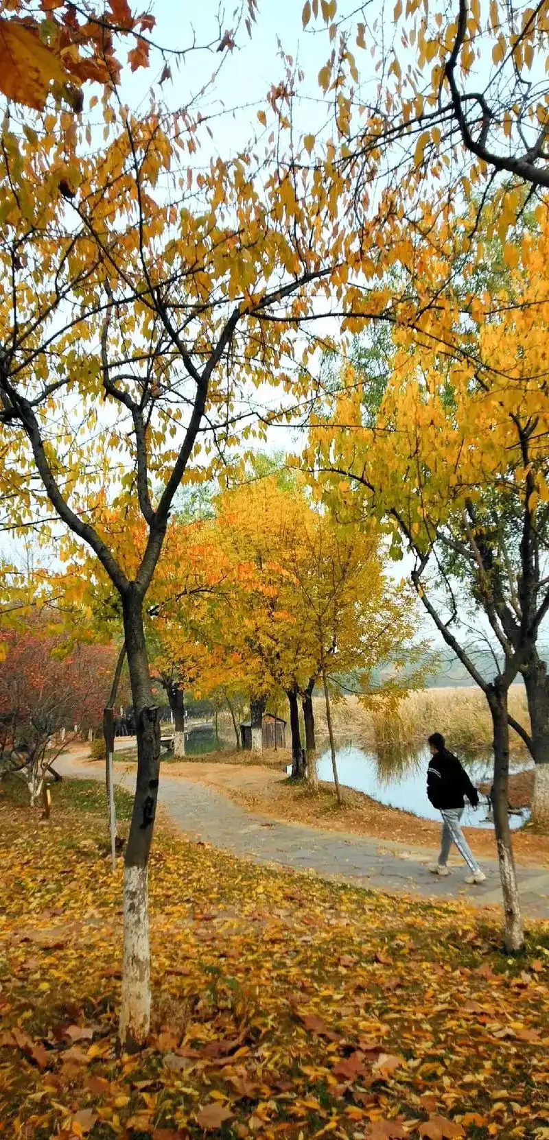 秋天的湿地公园宁静又美丽像一幅油画挂在湿地公园秋天的美景