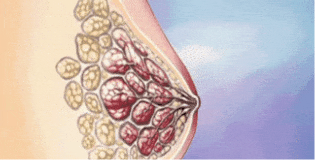这位老师解释说,我们的乳房主要由结缔组织和脂肪组织构成的,它们决定