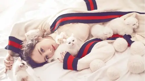 杨幂 冬日 猫咪 明星风尚壁纸