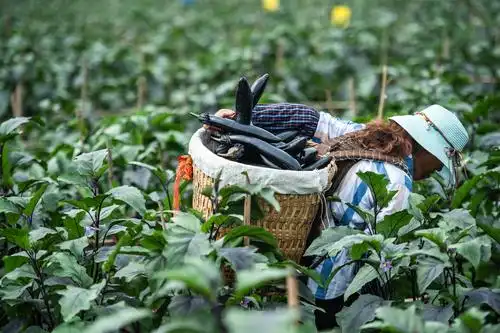 刘正梅在泗渡镇观坝坝区田间采摘茄子(6月14日摄).