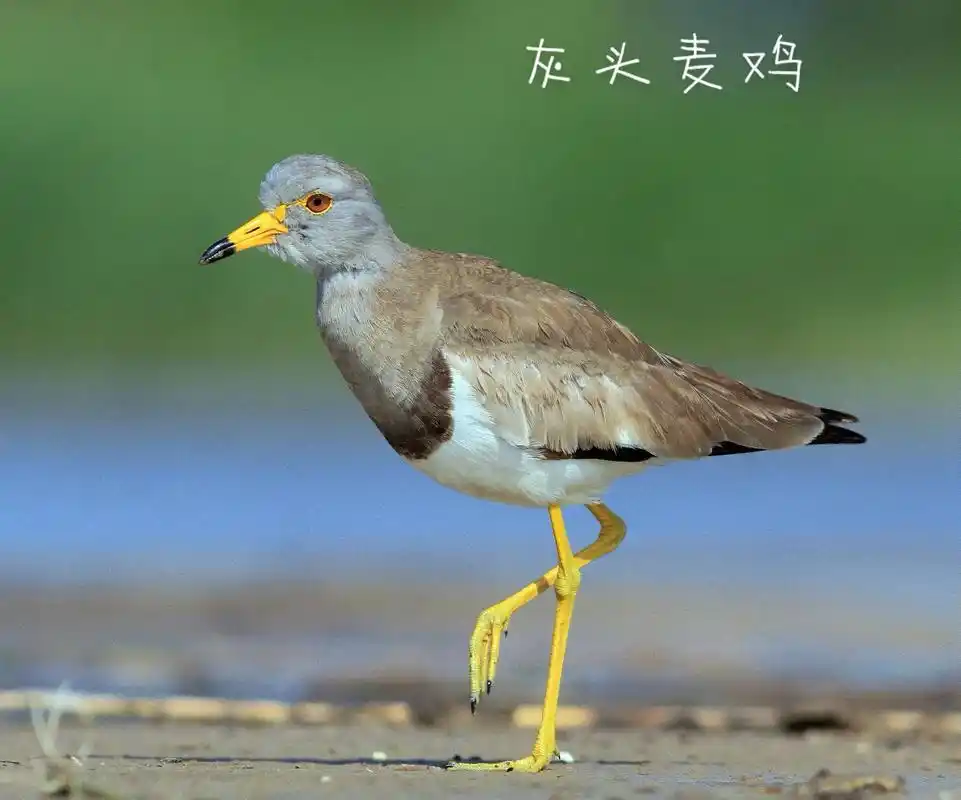 灰头麦鸡～长白山野生鸟类之62.摄影 周树林 郑洪梅 谷国强 - 抖音