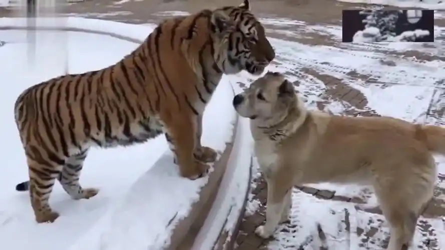 老虎和狗一起长大,三年后再见狗狗吓得不敢动,太逗了!