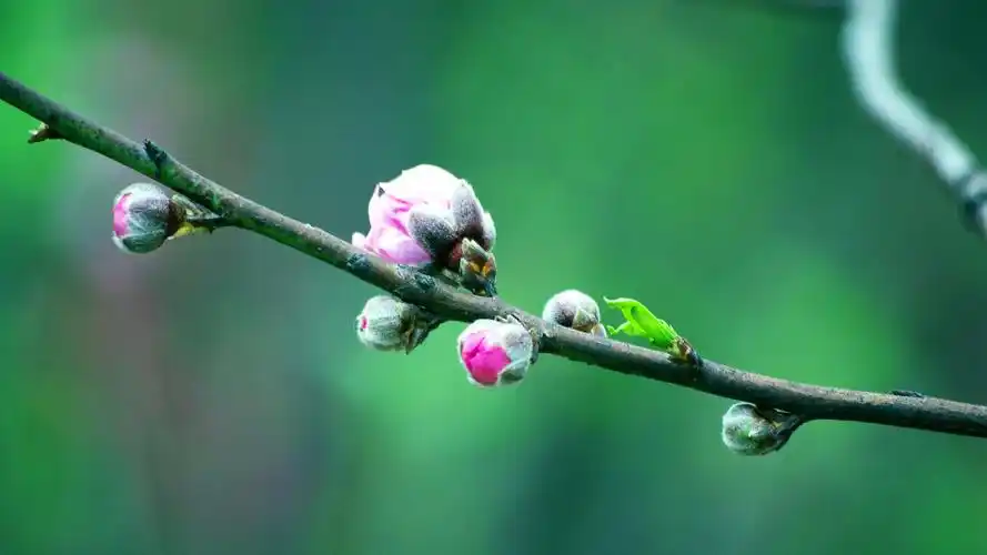 自然 风光 风景 春天 春天 唯美 花 开放 露珠 娇艳欲滴 风景大片壁纸