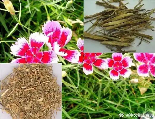 那时候只觉得一股青草味,没想到还有这种功效  b超下查出肝囊肿,卵巢