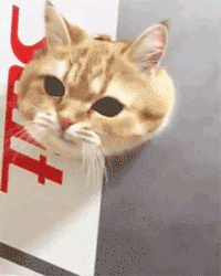 就是不撒手(猫咪撒娇专用表情包)