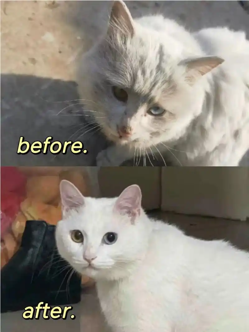 短短两年,从之前的小流浪汉变成现在毛色明亮