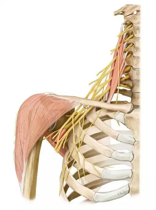 2020年08月09日浏览量:457所属栏目:耳朵位置与结构:分为前斜角肌,中