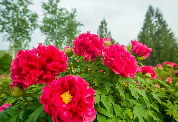 唯有牡丹真国色,花开时节动京城!牡丹,绽放了济南最美的春天_人民号
