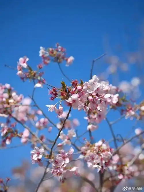 在这个充满生机的季节里,感受到了大自然的温暖和美好.