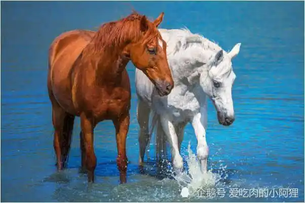 属马和什么属相女婚配,属马女和什么属相最相配