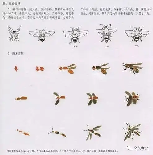 中国国画-花鸟技法-国画蜜蜂的画法 图一中国国画技法—蜜蜂的结构:膜