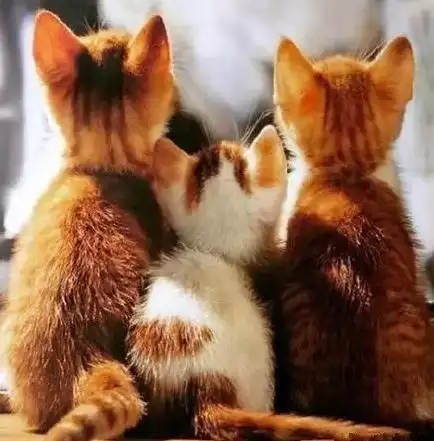 这是我见过世界上最销魂的背影了.