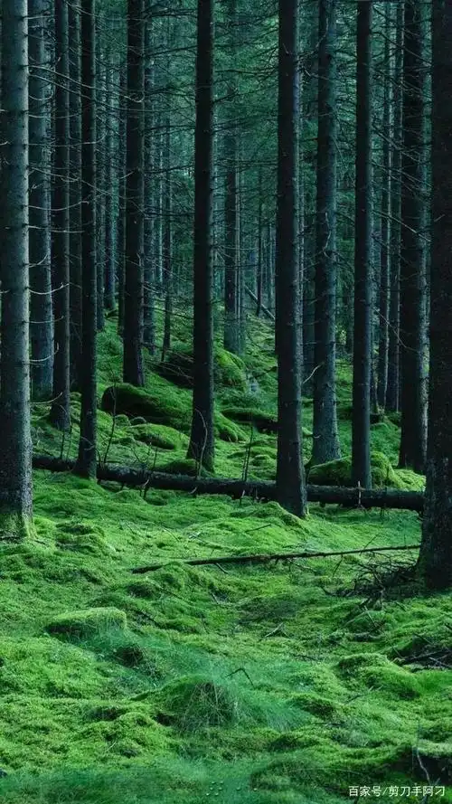 纯绿色自然美分享收藏