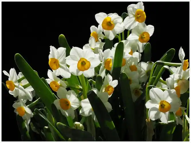 凌波仙子 - 水仙