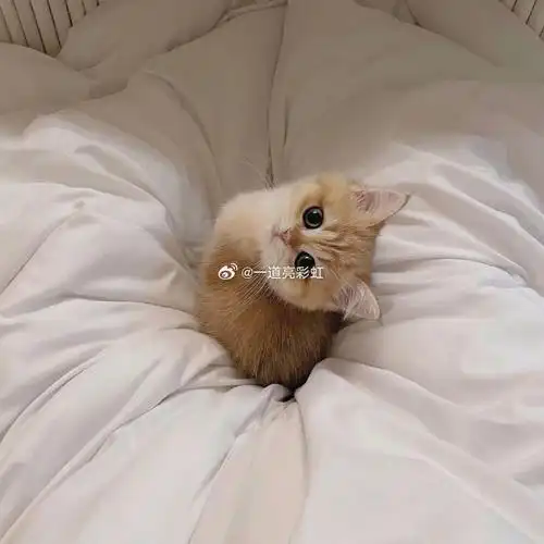 奶呼呼的小猫咪93#情侣头像##女生头像##电脑壁纸##可爱头像##手机