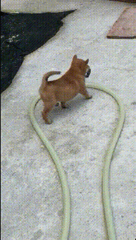 gif男人好色真的不是后天养成的