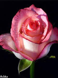 gif# #鲜花# #玫瑰# 灬铃兰灬采集