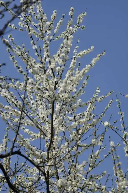 2019年3月圩墩桃花源