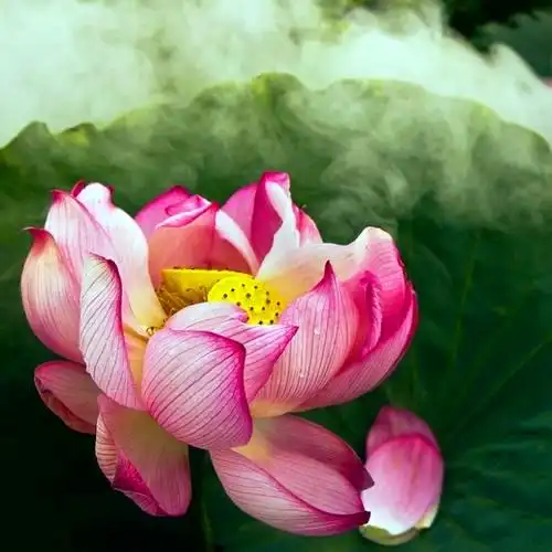 佛系图片头像禅意荷花 独一无二的佛系莲花图片微信头像_微信头像