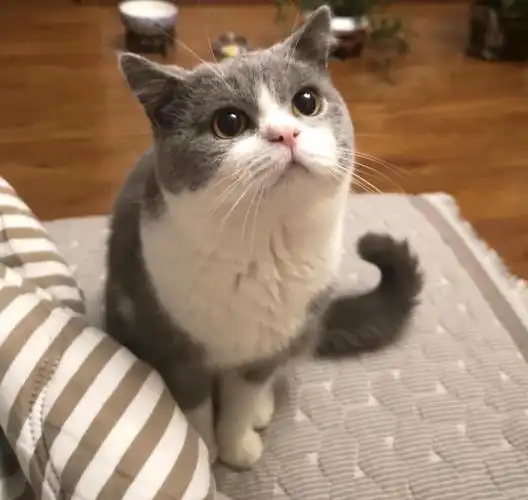 无偿送养一只加白英短