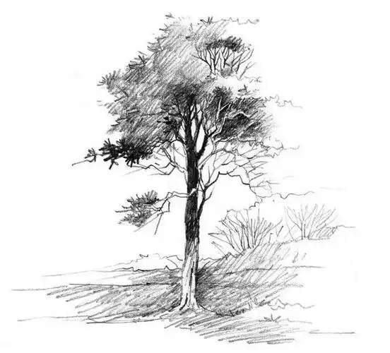 素描,一棵树就是一道最美的风景!