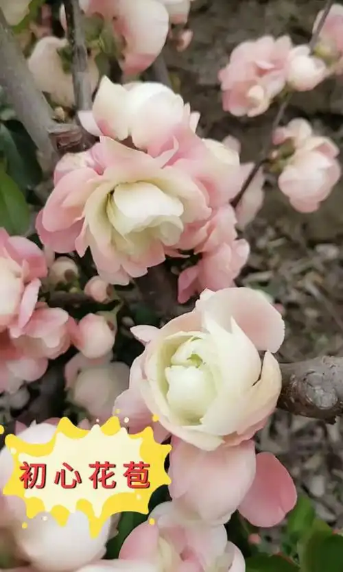 [长寿乐海棠批发] 新品初心多色重瓣海棠价格8元/棵 - 惠农网