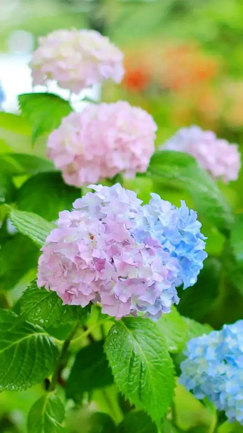 绣球- 堆糖,美图壁纸兴趣社区